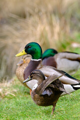 Female and male Mallard ducks sitting in the grass in Bad Pyrmont.