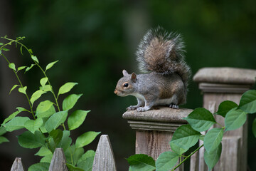 Whiskered Explorer: North American Gray Squirrel Perched on a Rustic Wooden Fence Post