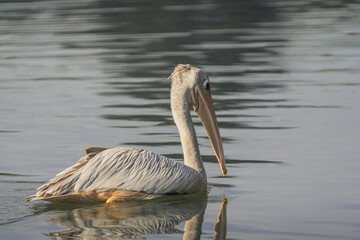 beautiful white spot-billed pelican floating on the water