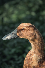 beautiful khaki campbell duck close up