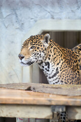 動物園の檻の中のジャガー