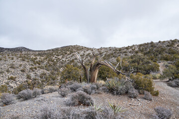 Landscape with dark clouds over Spring Mountain Recreation Area, Nevada