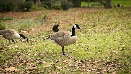country goose family