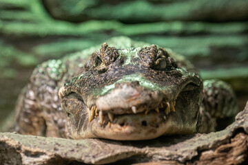 Obraz premium Alligator kept in captivity in a large terrarium.