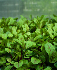 sorrel