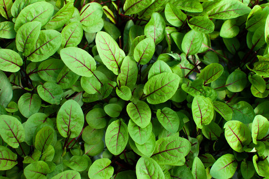 sorrel