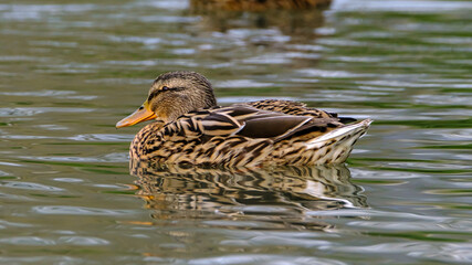 Female mallard duck, portrait of a duck with reflection in clean lake water.