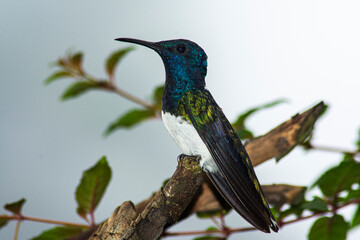 colibrí