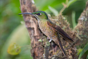 Fototapeta na wymiar colibrí