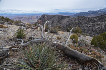Fallen bare tree and landscape with dark clouds over Spring Mountain Recreation Area, Nevada