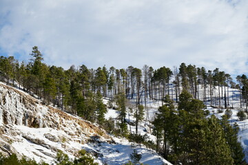 Snowy mountain with pine trees landscapes and natural winter scenes
