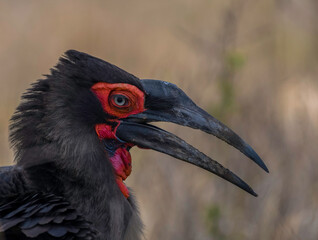 Southern ground hornbill in Kruger national park