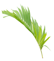 Tropical green leaf of palm tree on transparent background png file
