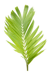 Tropical green leaf of palm tree on transparent background png file