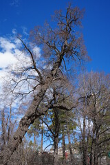 Snowy mountain with pine trees landscapes and natural winter scenes
