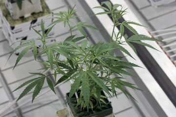 Marijuana Plant, Cannabis Buds, Marijuana Grow