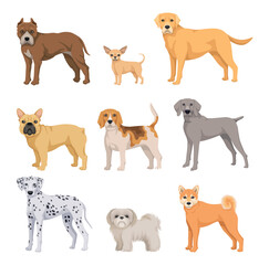 Set of different breeds of dogs. Stickers with cute fluffy puppies, dalmatians, chihuahua, french bulldog, shiba inu, terrier and labrador. Cartoon flat vector collection isolated on white background