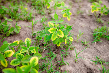 Yellowing young soybean sprouts in a farm field in the spring.