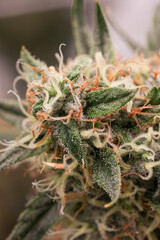 Marijuana Plant, Cannabis Buds, Marijuana Grow