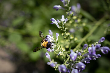 Exploring the Blue Ridge Mountains during the 4th of July weekend