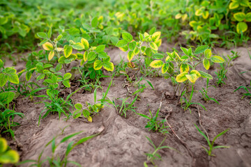 Eco-friendly farm. Growing soybeans in the field without herbicides. Soya with yellowed leaves among the weeds