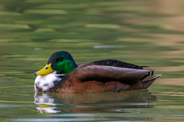 Male mallard duck, portrait of a duck with reflection in clean lake water.