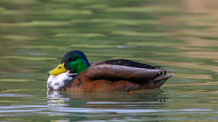 Male mallard duck, portrait of a duck with reflection in clean lake water.