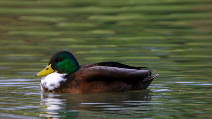 Male mallard duck, portrait of a duck with reflection in clean lake water.