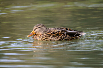 Female mallard duck, portrait of a duck with reflection in clean lake water.