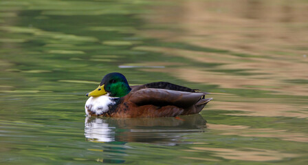 Male mallard duck, portrait of a duck with reflection in clean lake water.