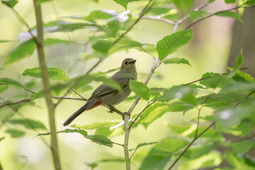 Obraz premium Gray Catbird