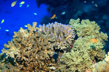 Naklejka na ściany i meble texture coral underwater reef background sea