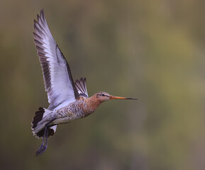 wildlife bird sandpiper on a field of flowers, background wallpaper