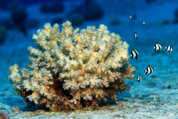 tropical fish on a coral reef underwater wildlife