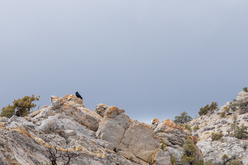 Raven sitting atop rocks with cloudy sky background