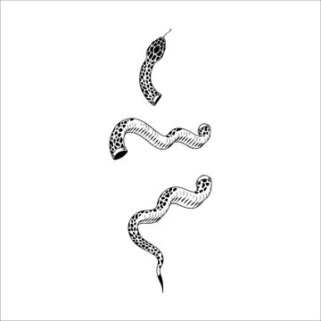 vector illustration of snake truncated concept