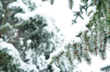 Fir tree branches covered with snow in forest on winter day, closeup