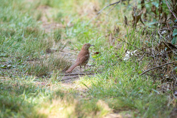 Brown Thrasher