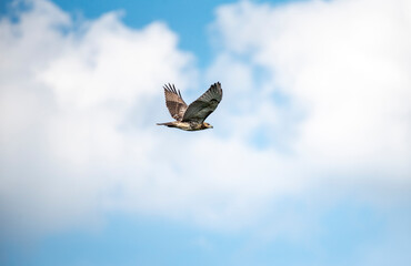 Red Tailed Hawk