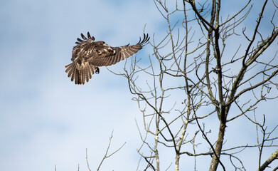 Red Tailed Hawk