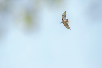 Hawk in flight