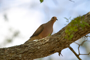 Dove on a branch