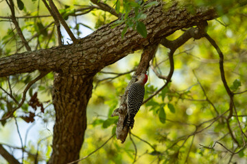 red-bellied woodpecker on a tree