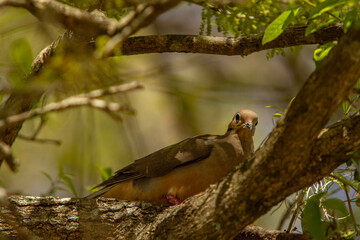 dove on a tree