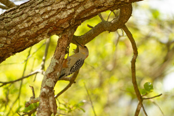 woodpecker on tree 