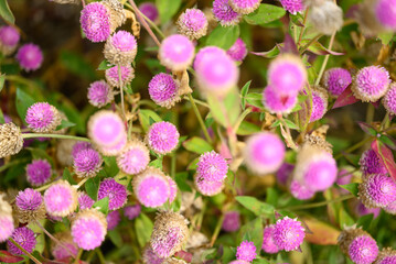 Beautiful pink Globe Amaranth flower blooming in garden