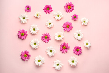 Composition with delicate chrysanthemum flowers on pink background