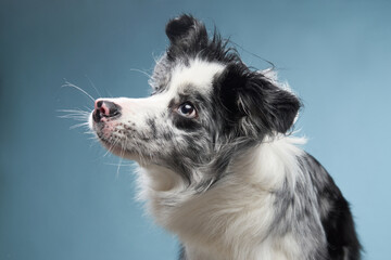 funny dog on a blue background. Funny looking border collie. Pet in studio 