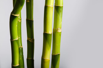 Obraz premium Bamboo branches on light background, closeup