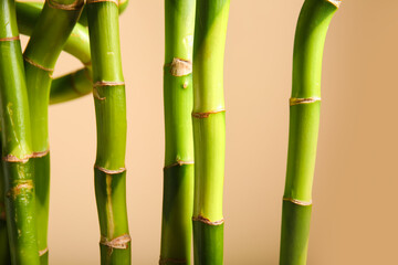 Fototapeta premium Bamboo branches on beige background, closeup